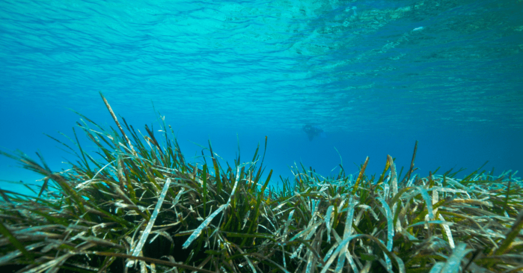 sertifikasi rumput laut