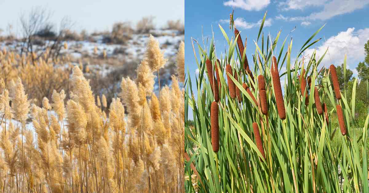 tanaman-fitoremediasi-Rhizofiltrasi-sucofindo