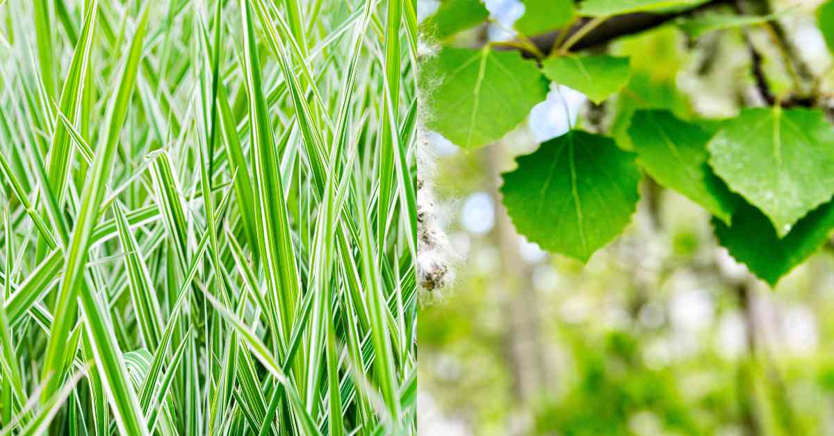 tanaman-fitoremediasi-rumput-sucofindo