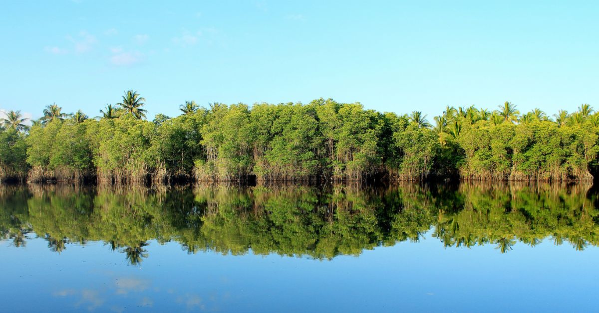 Blue Carbon: Kekayaan Tersembunyi di Ekosistem Pesisir dan Trading Bursa Karbon di Indonesia